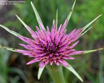 Salsify seeds