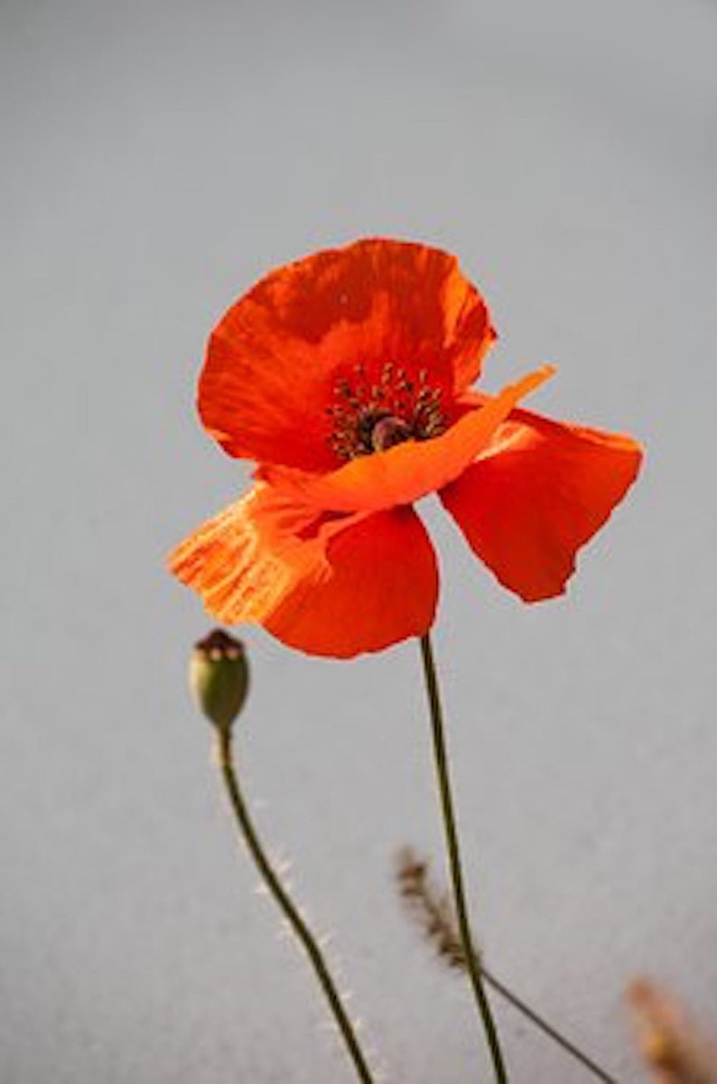 Brookingham Oriental Poppy Seeds - Thumbnail 3