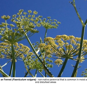 Fennel Seeds - Free shipping!