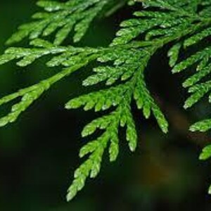 May include: Close-up of vibrant green cedar foliage. The detailed image shows the texture and pattern of the leaves, with a dark green blurred background. The leaves are a bright, healthy green.