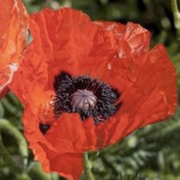 Oriental Poppy Seeds, Papaver orientale, Free Shipping in USA!