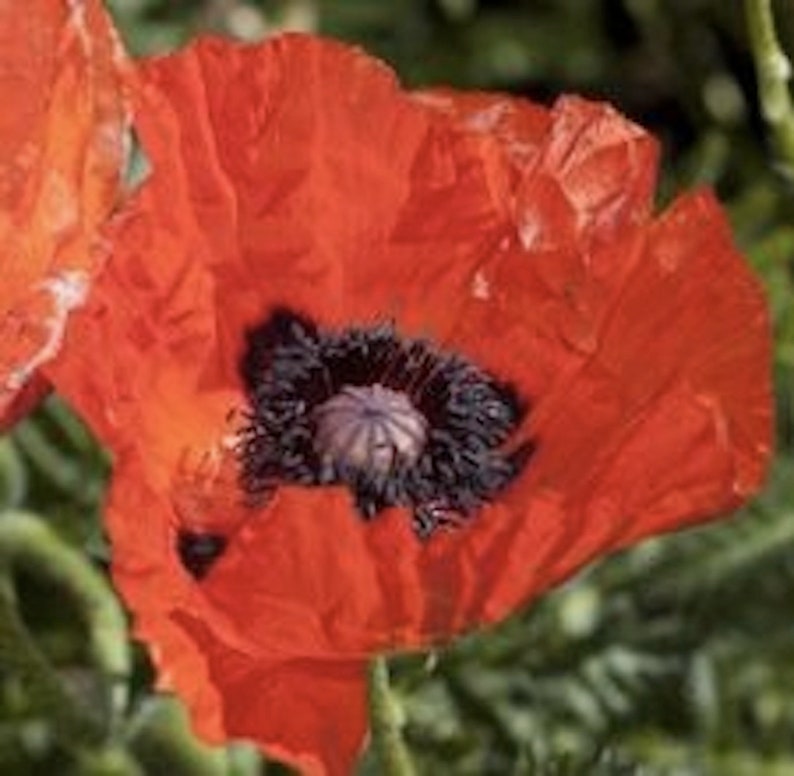 Brookingham Oriental Poppy Seeds - Thumbnail 2