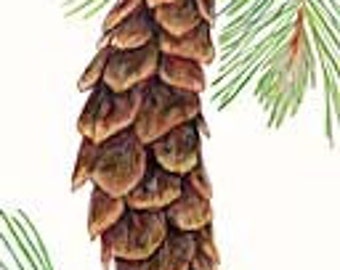 Western White Pine Seeds