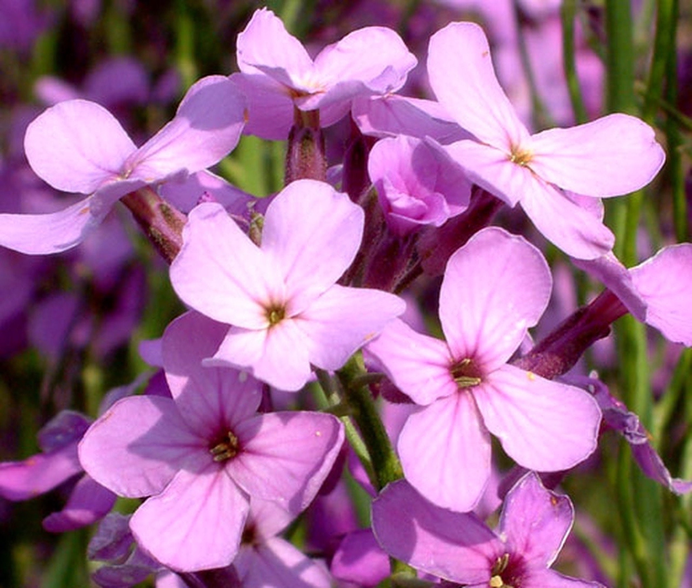 Hesperis matronalis, Dame's or Sweet Rocket Seeds, Free shipping in USA