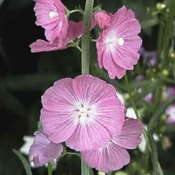 Miniature Hollyhock Seeds (Prairie Mallow) - Free shipping!