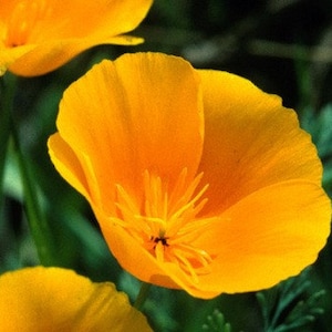 California Poppy Seeds  FREE SHIPPING