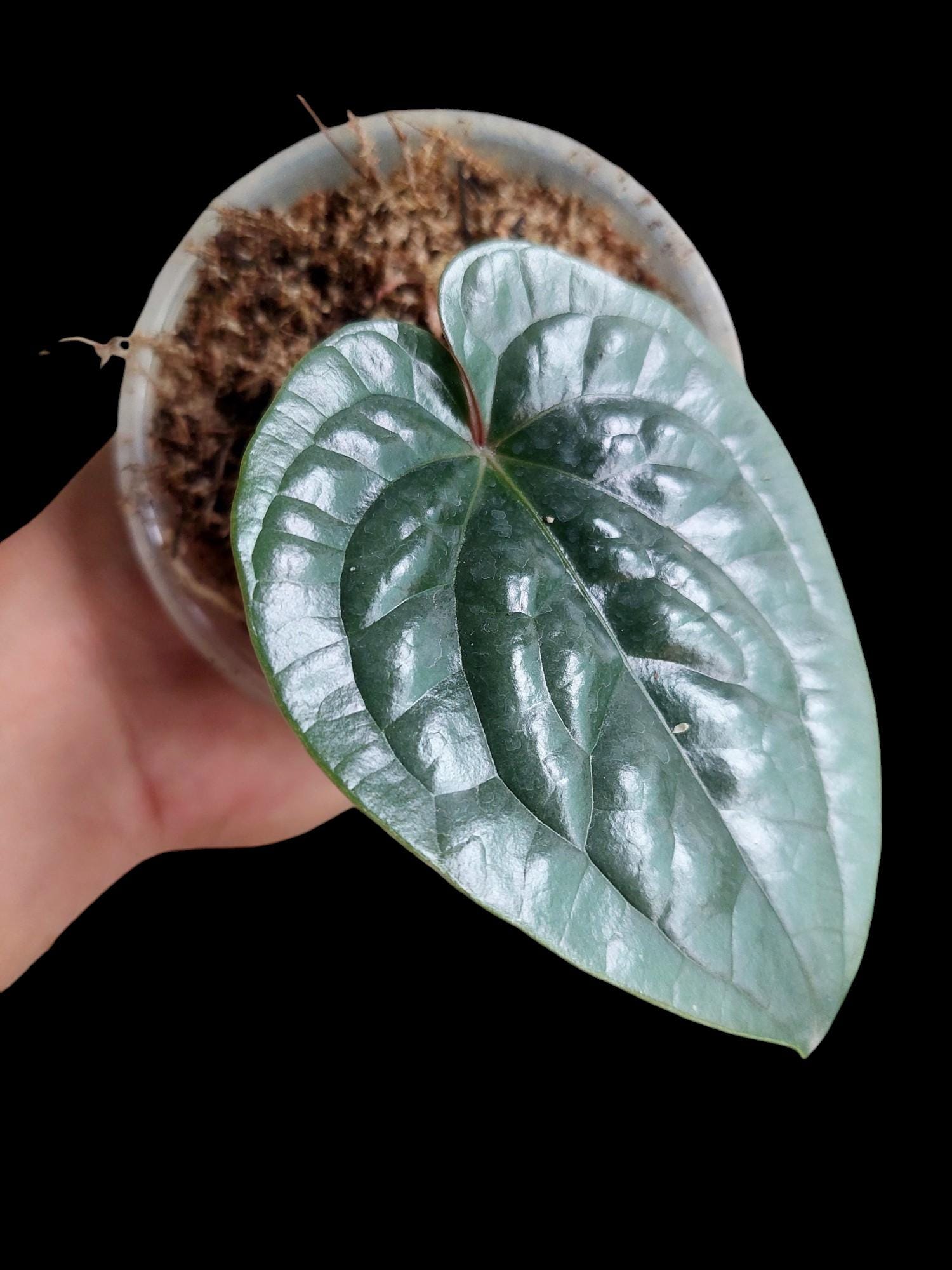 Anthurium luxurians - Etsy 日本 Anthurium luxurians - Etsy 日本
