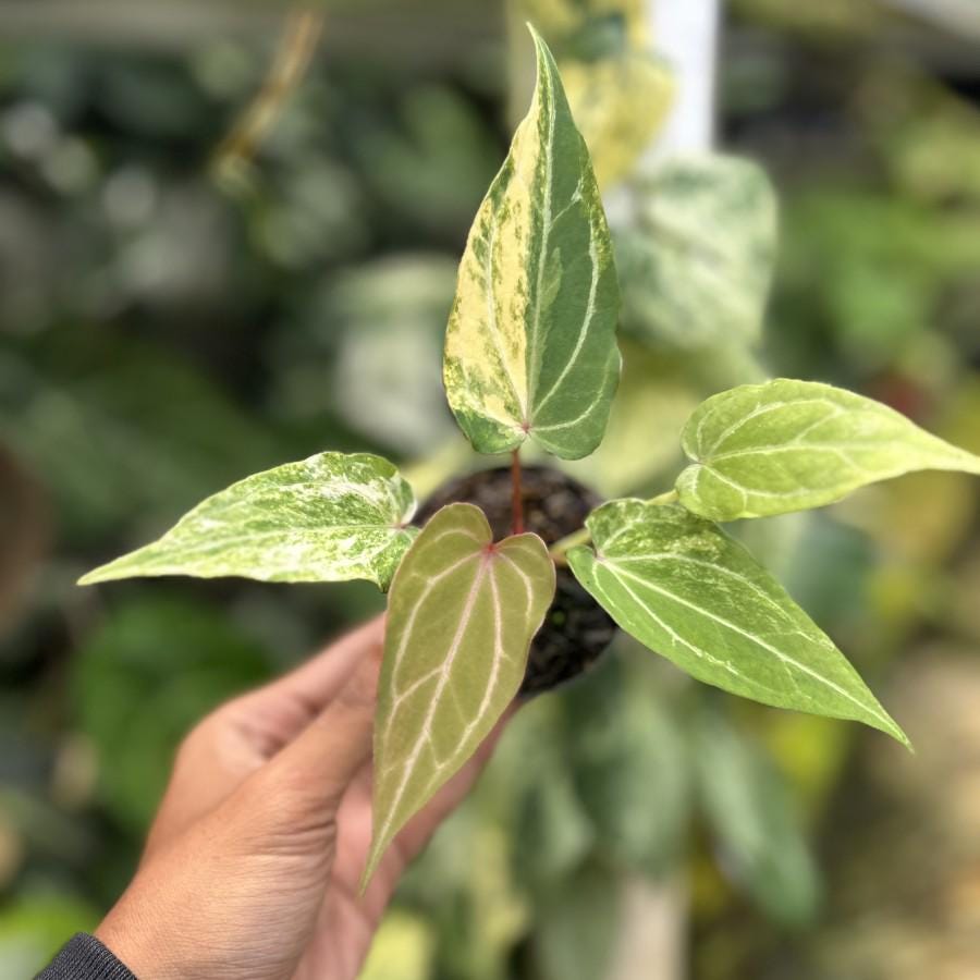 Anthurium king of spades plant - Etsy 日本 Anthurium king of spades plant - Etsy 日本