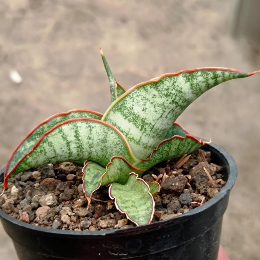 サンスベリア　ラブラノス23251 ハイパー　　イエローワンダー　希少 サンスベリア ラブラノス23251 ハイパー イエローワンダー 希少