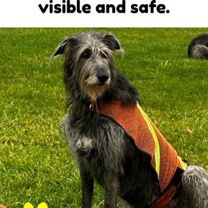 Irish wolfhound in orange mesh vest with reflective strips, custom fitted