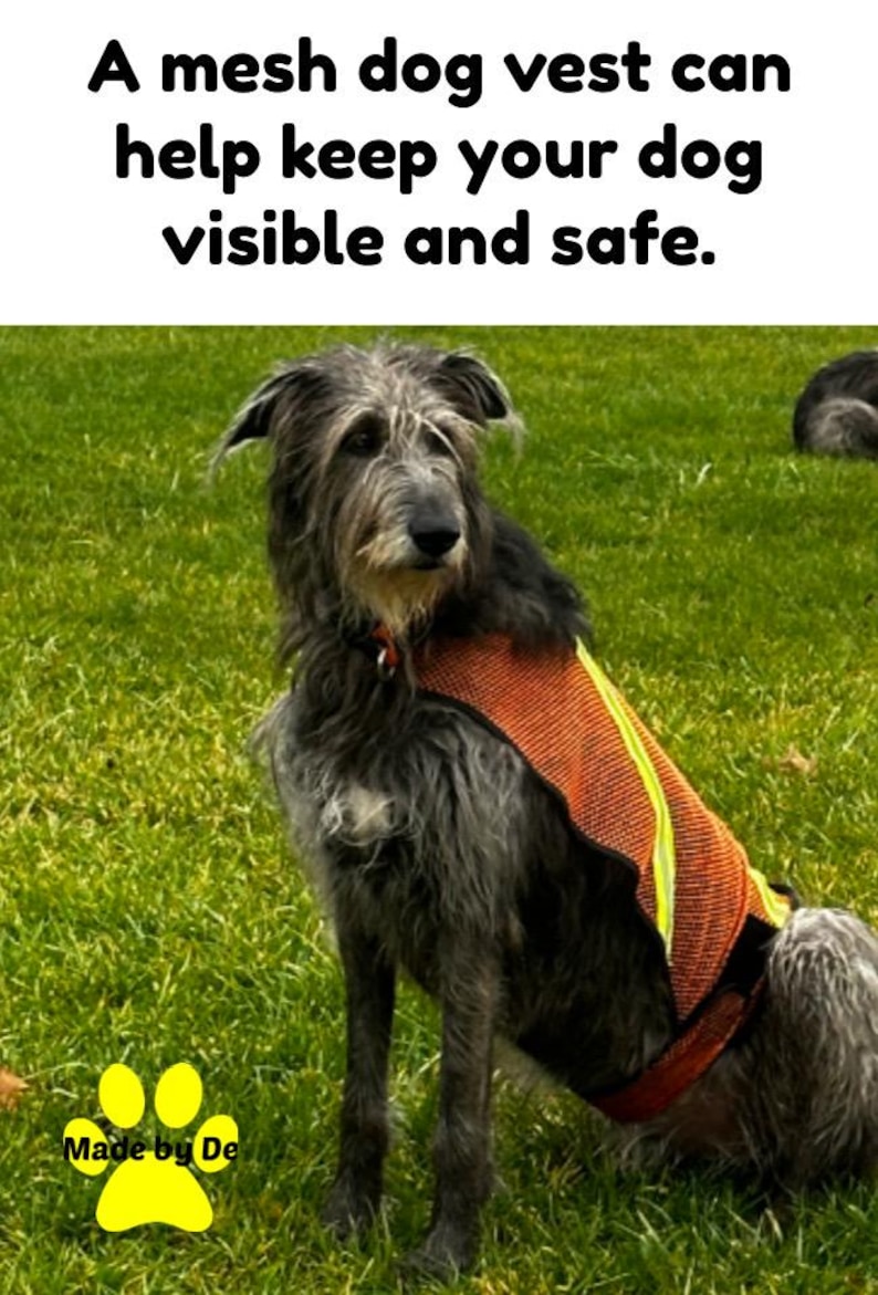 Irish wolfhound in orange mesh vest with reflective strips, custom fitted