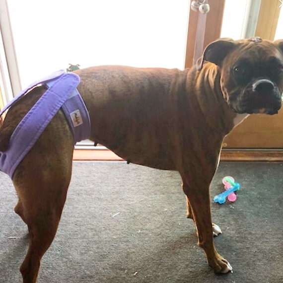 10 Readymade Dog Diapers Next Day Shipping Large Breed Dog Diapers Athletic Dog Britches Adjustable Dog Panties Washable Dog Diapers Etsy
