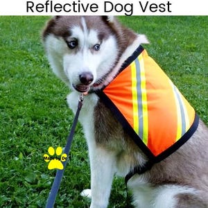 Reflective orange vest on husky