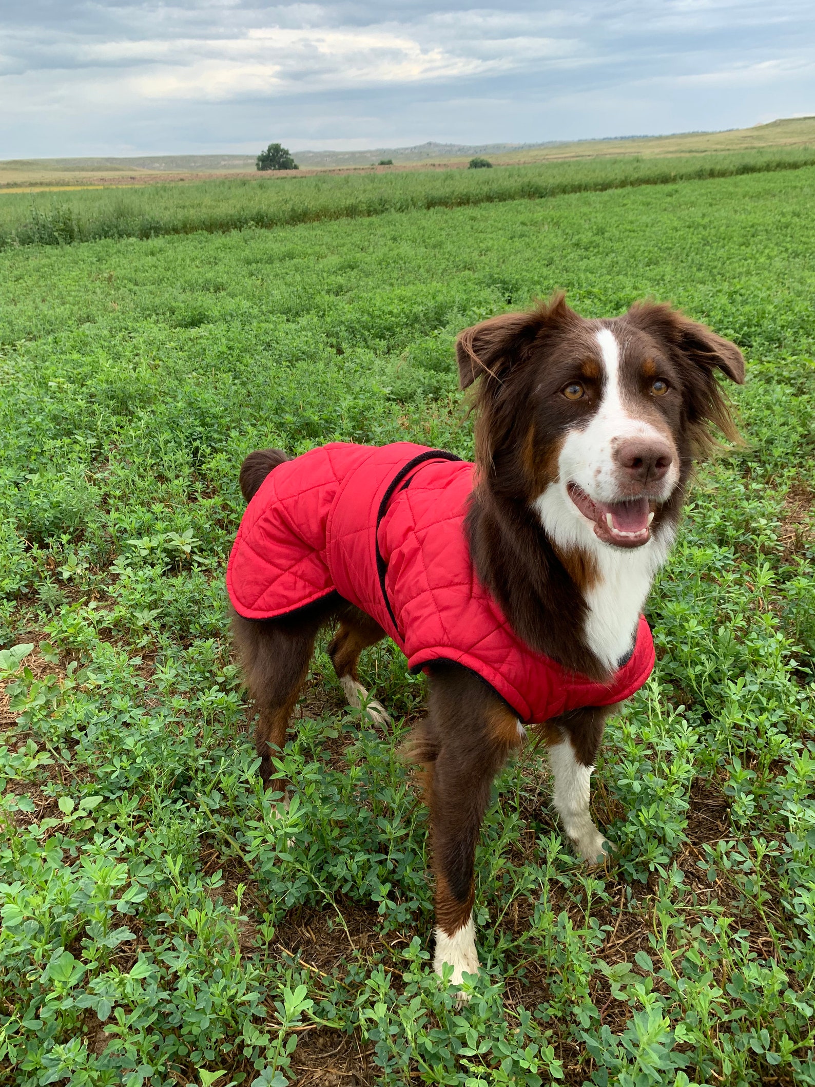 Winter Dog Coat Black Quilted Dog Coat With Turtleneck Etsy