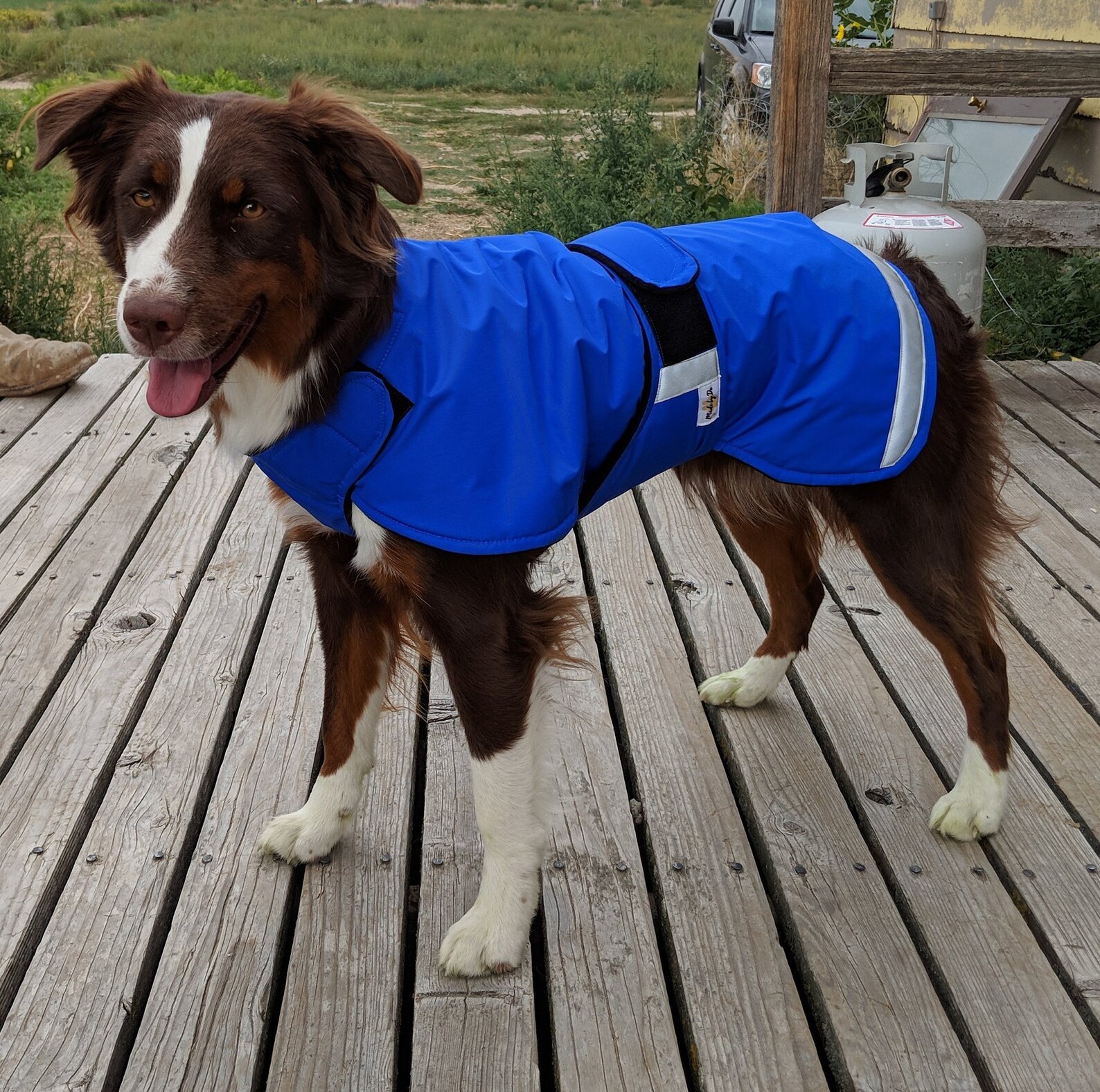 Winter Dog Coat the Ultra Plus Custom Dog Coat With Tummy Etsy