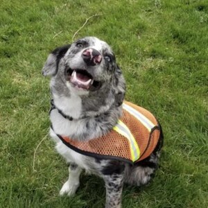 Australian Shepherd wearing mesh reflective vest for safety