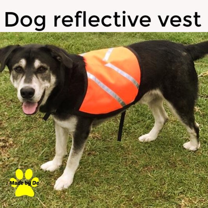 Blck dog wearing reflective dog vest