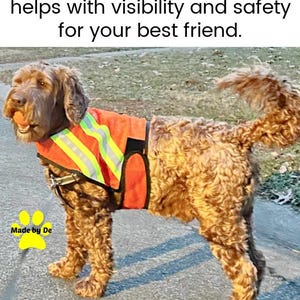 Goldendoodle with reflective mesh dog safety vest