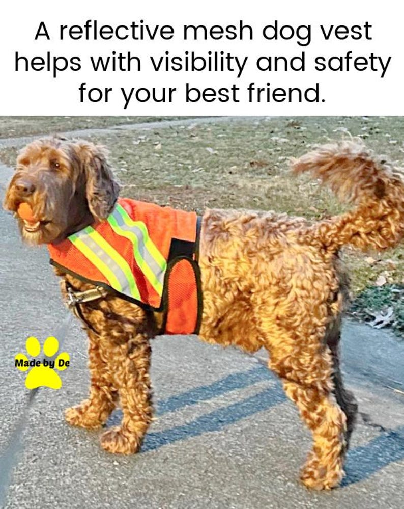 Goldendoodle with reflective mesh dog safety vest