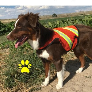 Australian Shepherd wearing mesh reflective safety vest