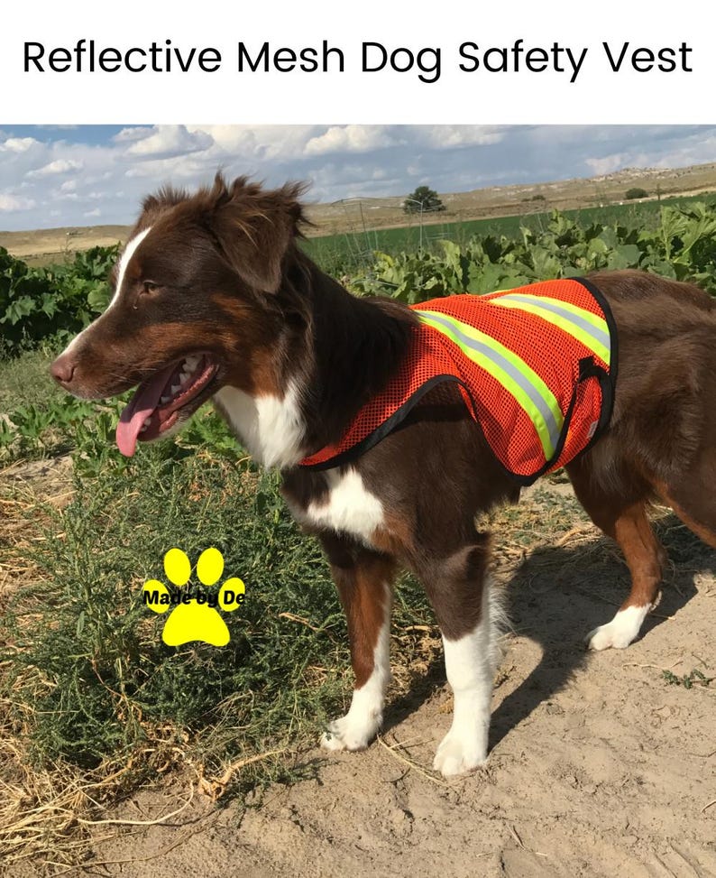 Australian Shepherd wearing mesh reflective safety vest
