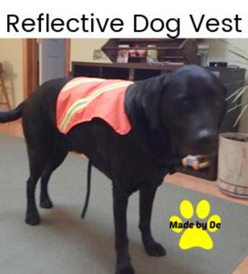 High visibility reflective vest on Labrador retriever