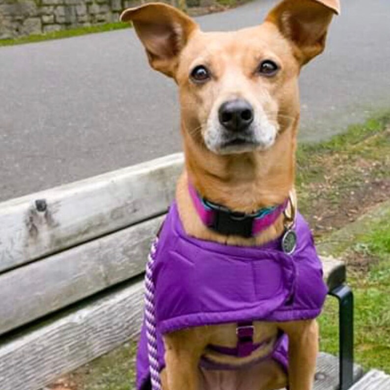 Dog Raincoat Ultra Dog Raincoat Custom Dog Coat Lightweight Etsy