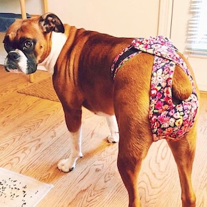 3&quot; Dog Diapers, ready made, next day shipping, XS dog diapers, athletic dog britches, adjustable dog panties, washable dog diapers