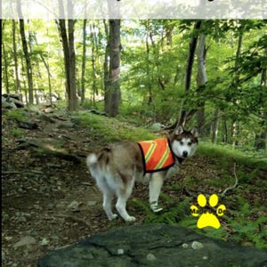 Husky with reflective safety vest in forest