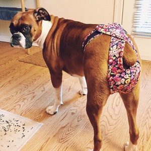 4&quot; Dog Diapers, ready made, next day shipping, XS dog diapers, athletic dog britches, adjustable dog panties, washable dog diapers