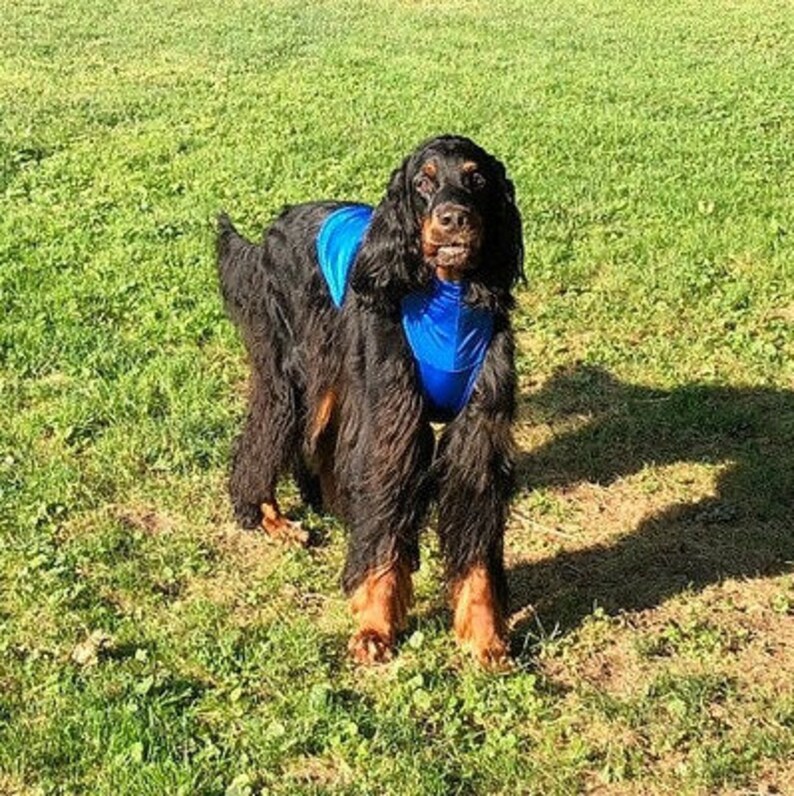 Dog Pee Coat Dog Speedo Dog Grooming Coat Etsy