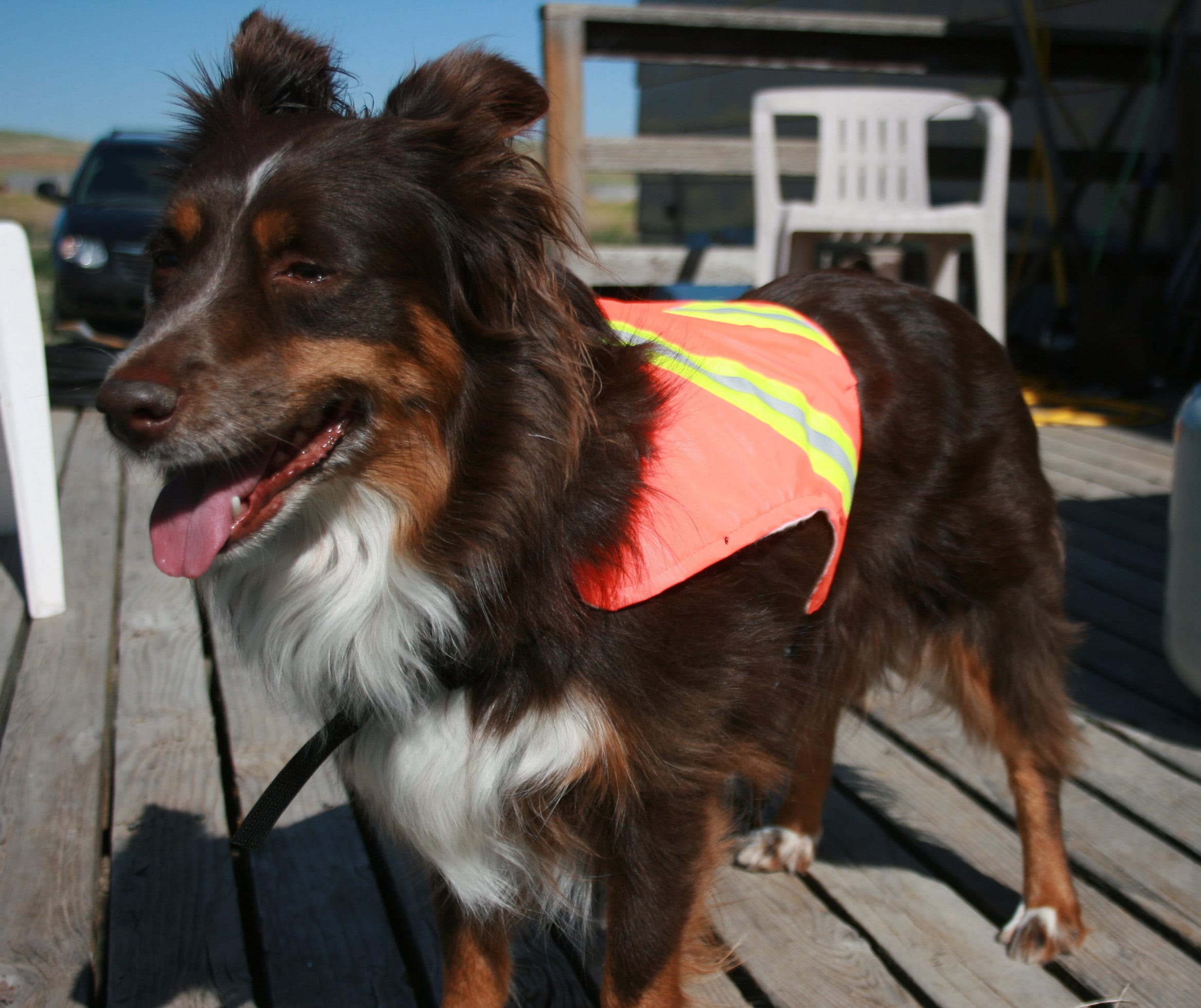 Dog Safety Vest Mesh Dog Vest Reflective Dog Vest Etsy