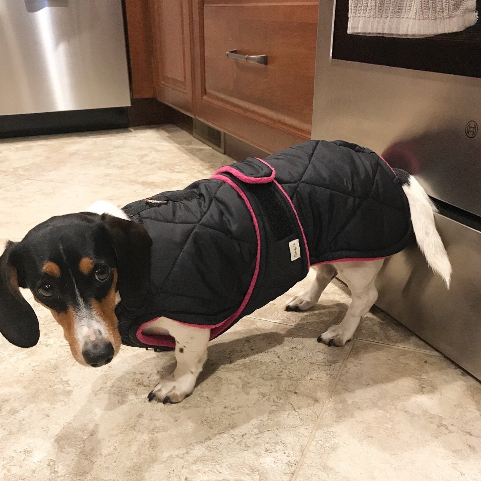 Winter Dog Coat Black Quilted Dog Coat with Turtleneck Etsy