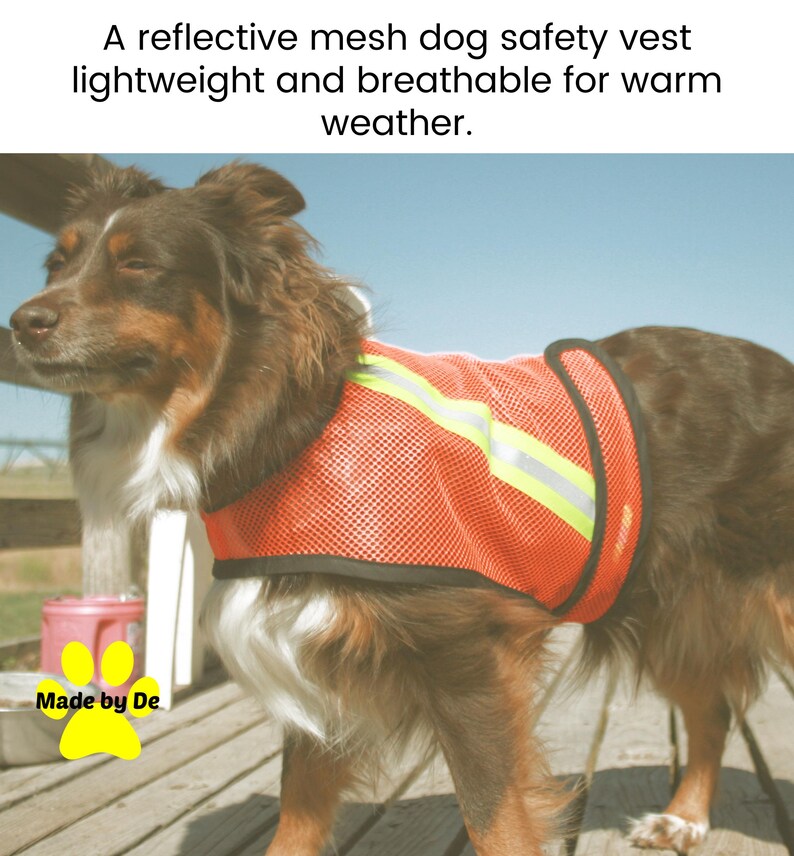 Safety dog vest on brown dog