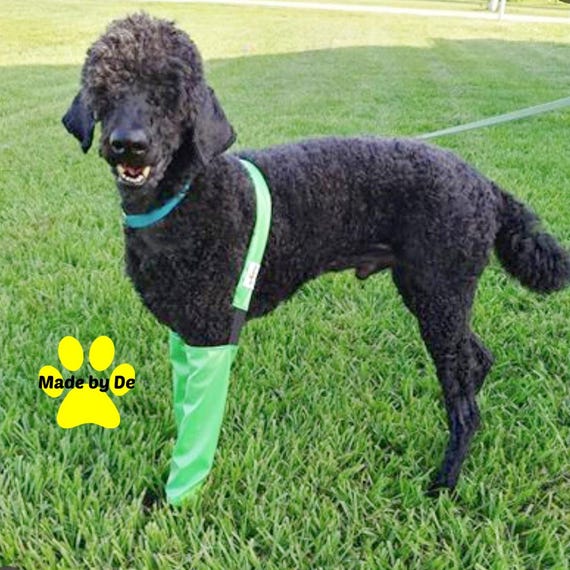 Dog leggings 2025