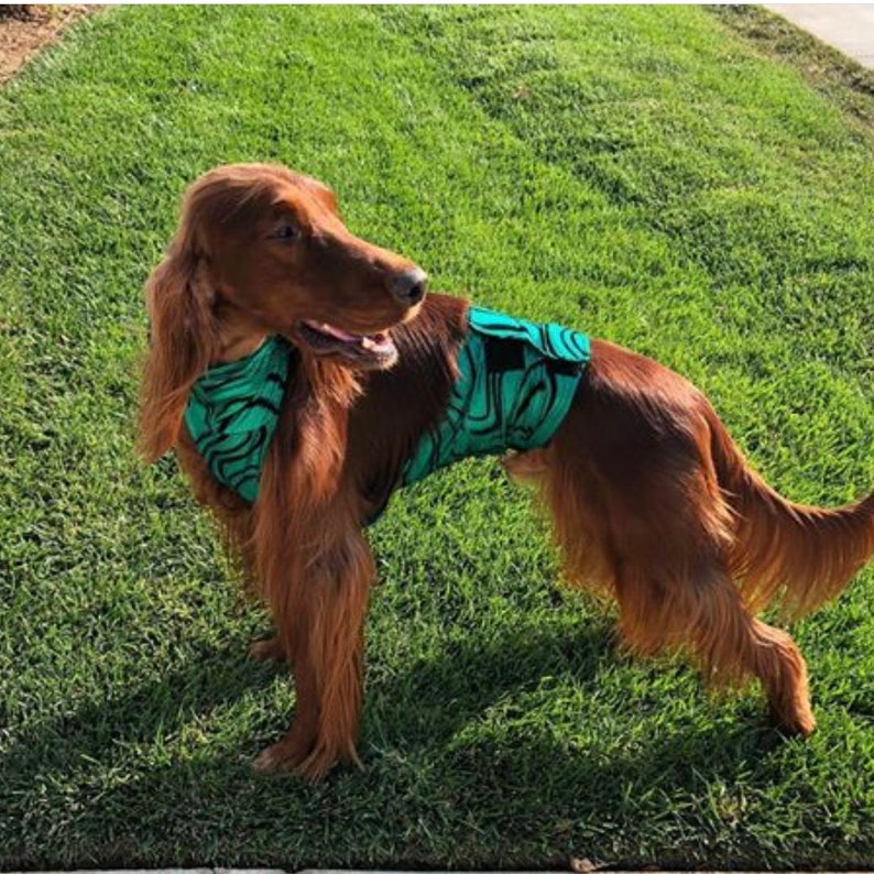 Dog Pee Coat Dog Speedo Dog Grooming Coat Etsy