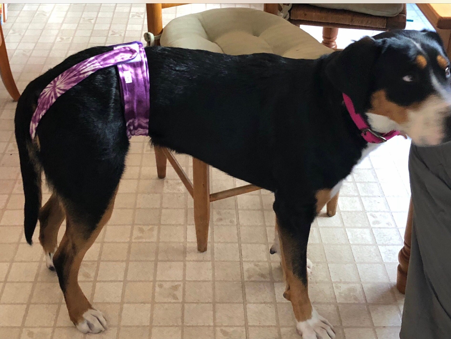 Giant breed dog outlet diapers