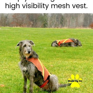 High visibility mesh dog safety vests on Irish wolfhounds