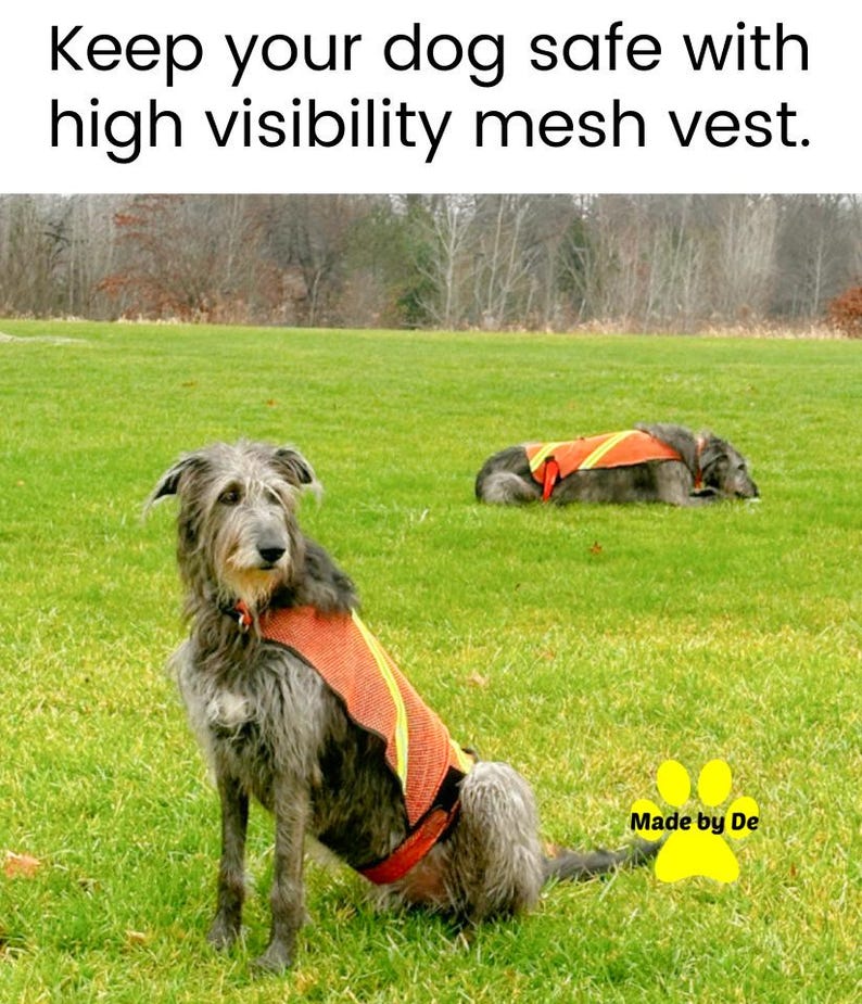 High visibility mesh dog safety vests on Irish wolfhounds