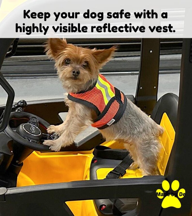 Terrier standing in skidster wearing orange dog safety vest