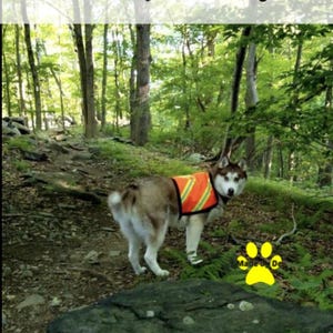Malamute in bright orange vest with reflective strips and cargo buckle closure, custom made