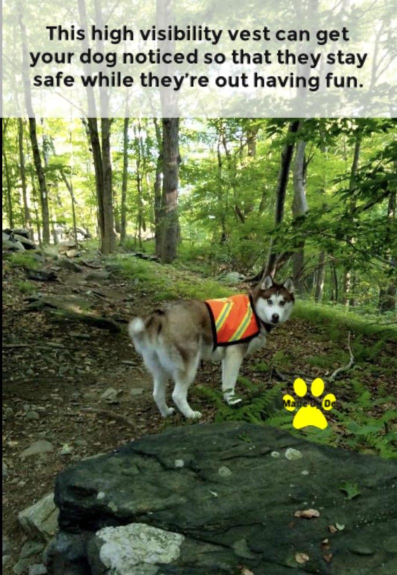 Malamute in bright orange vest with reflective strips and cargo buckle closure, custom made