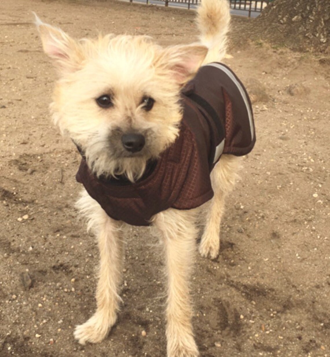 Winter Dog Coat the Extreme Plus Custom Dog Coat Tough Dog Etsy
