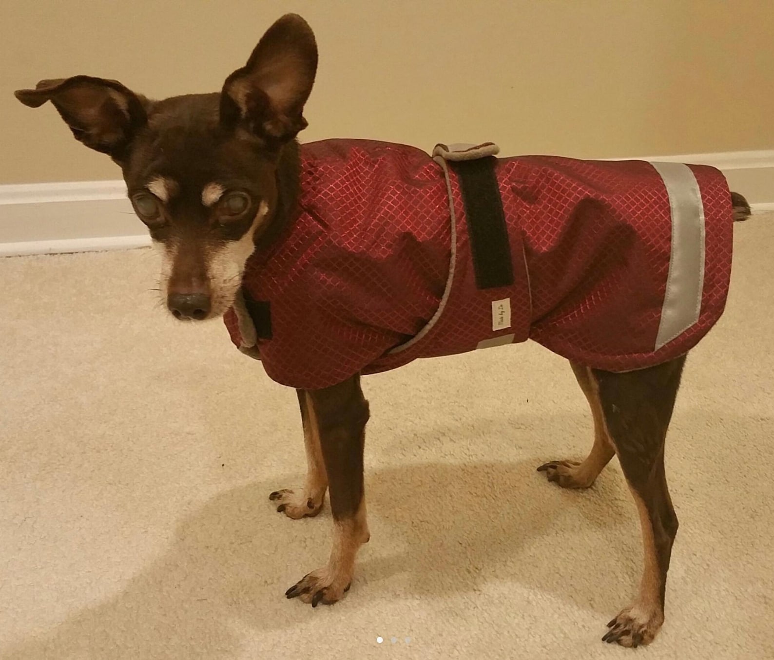 Winter Dog Coat the Extreme Plus Custom Dog Coat Tough Dog Etsy