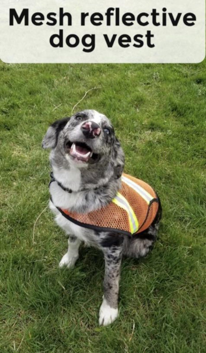 Blue Merle Aussie in mesh safety vest with reflective strips