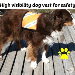 Safety vest on Australian Shepherd