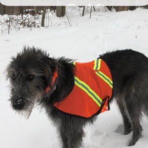 Irish wolfhound in bright orange mesh safety vest with adjustable closure, custom made