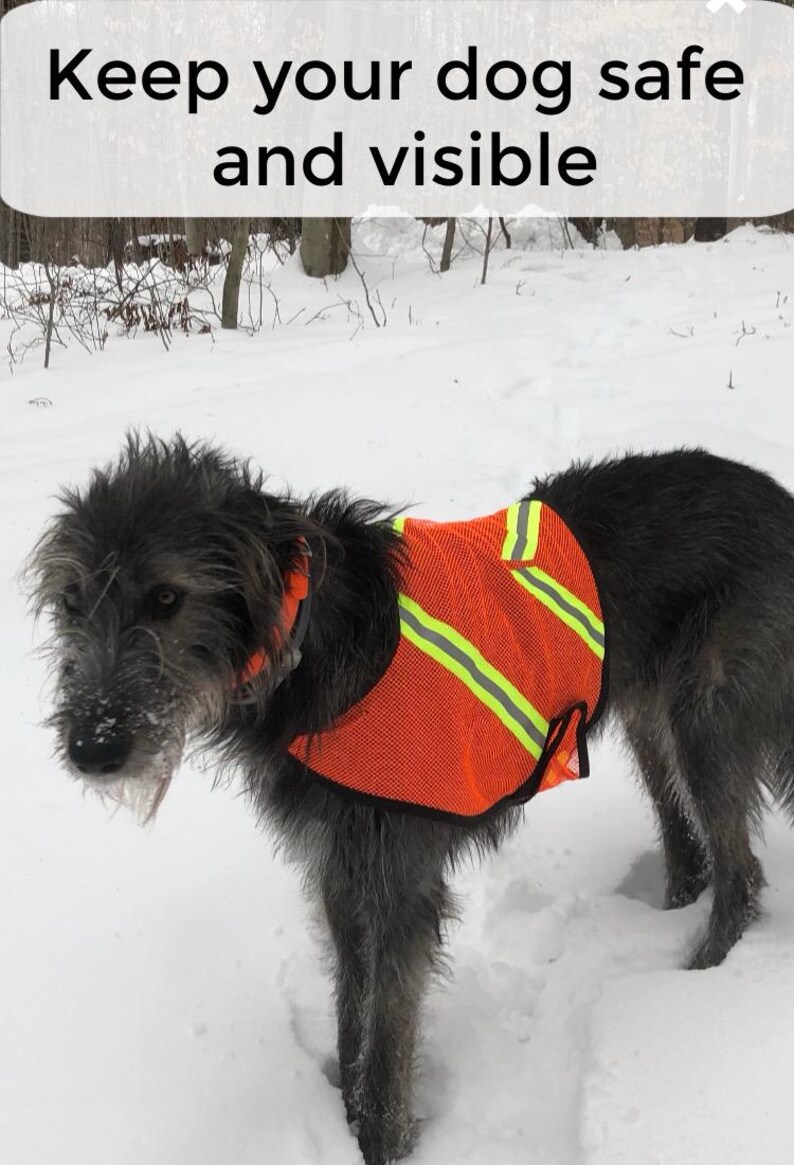 Irish wolfhound in bright orange mesh safety vest with adjustable closure, custom made