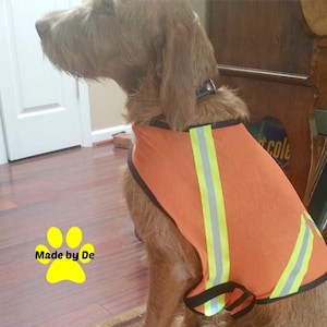 Reflective mesh safety vest on Vizsla