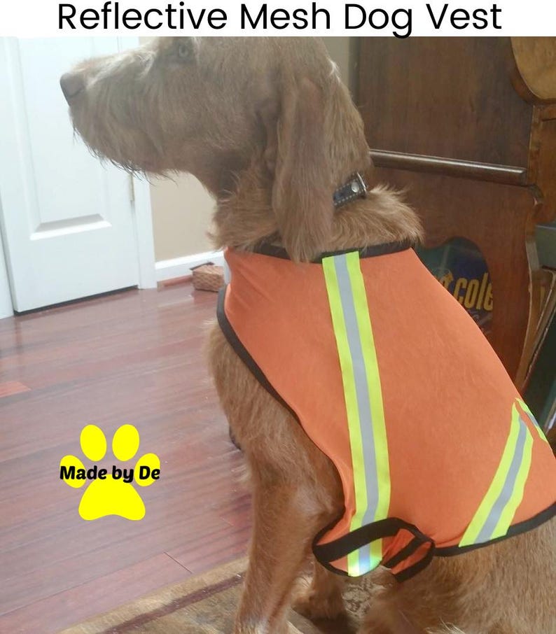 Reflective mesh safety vest on Vizsla